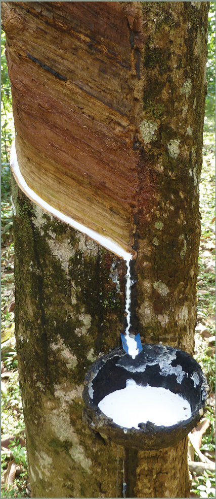 Los Angleles latex tapped from rubber treees to create the highest quality latex foam beds