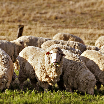 Chandler wool, one of the 3 ingredients in a high-quality latex mattress